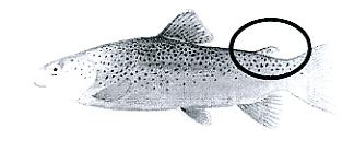 Trout with adipose fin